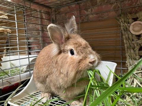 チャンくん