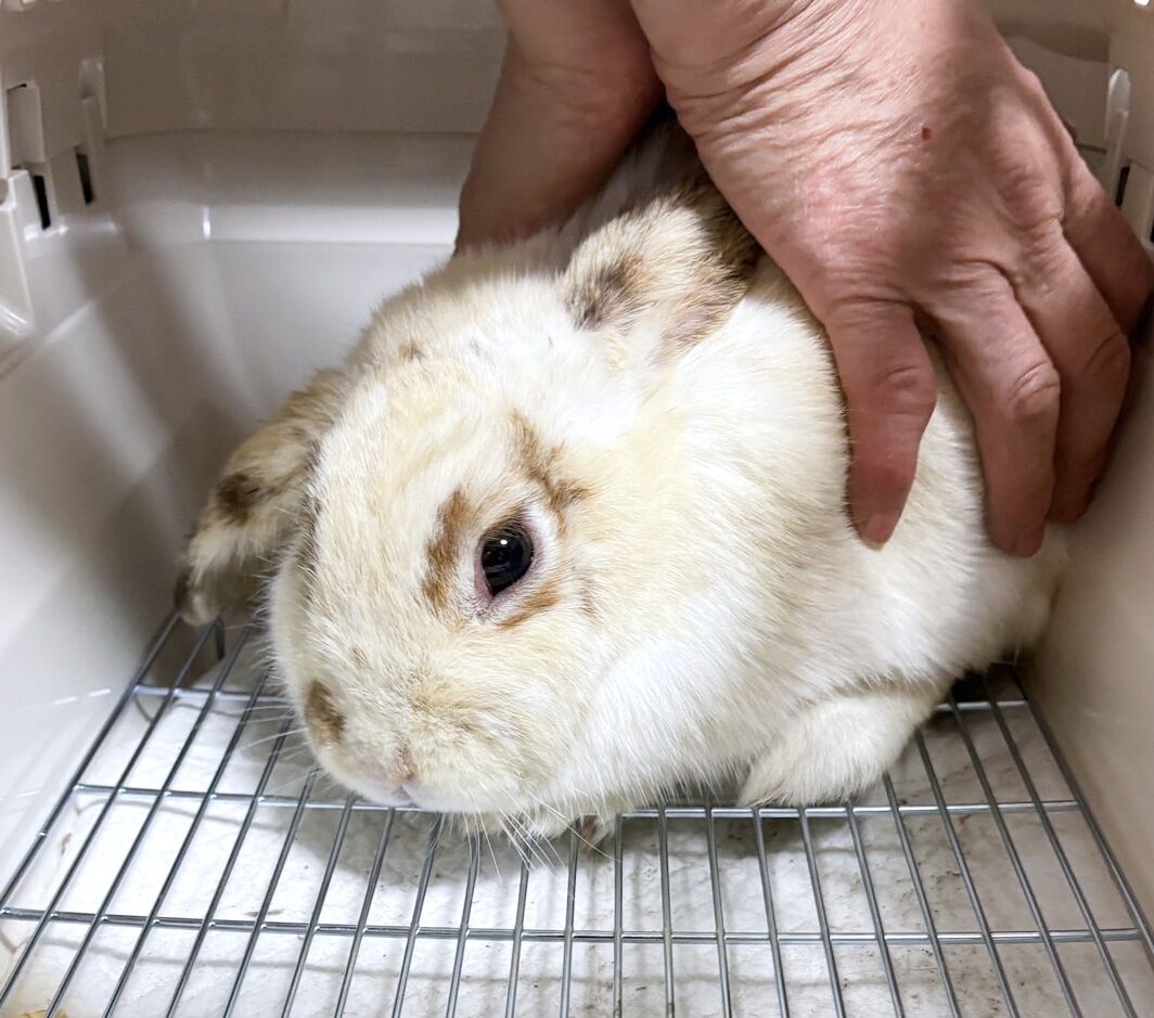 苦戦中…多頭飼育崩壊現場から保護したうさぎたち 梅っこ 苦戦中…多頭飼育崩壊現場から保護したうさぎたち 梅っこ