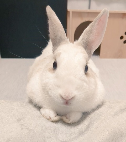 きみちゃん