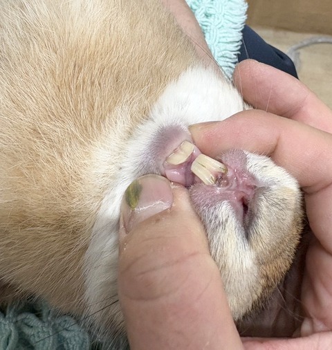 2025-12-06-01-18-07-483