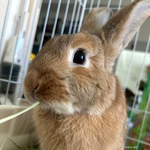 ぴっぴちゃん