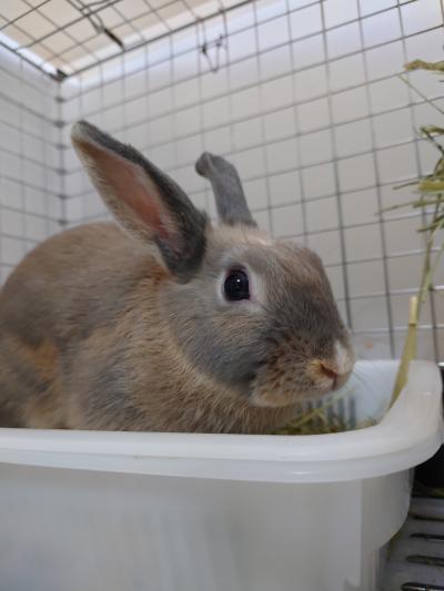 あっしゅちゃん