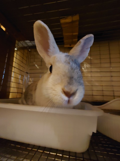 1706018041388