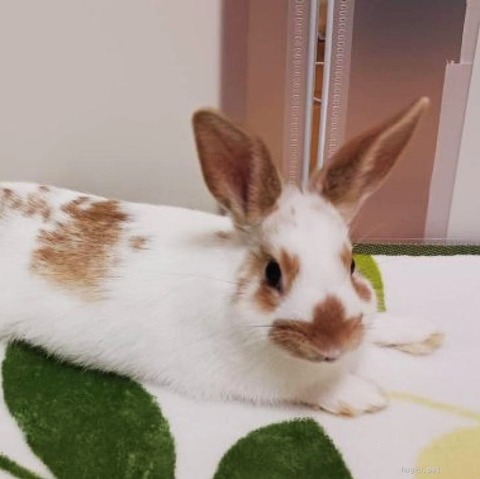 はるくん