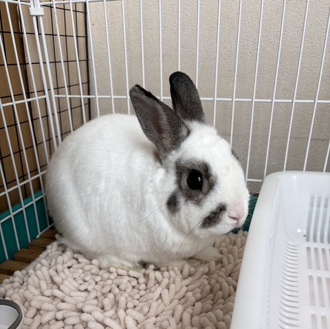 2025-02-03-00-04-21-130