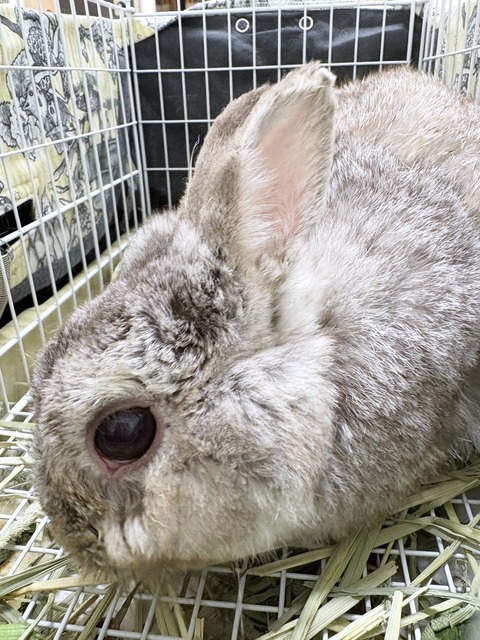 2025-02-03-00-08-08-417