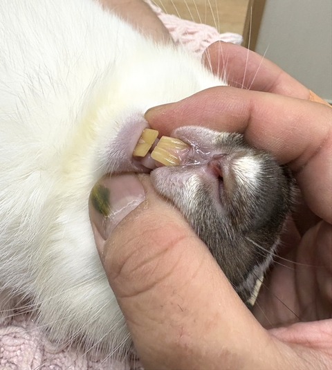 2025-12-06-01-16-22-963