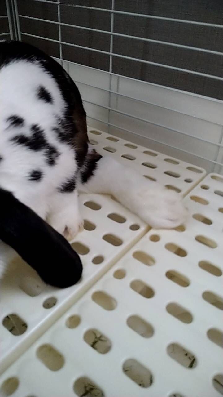 うさ子様　確認用 よっすい様 確認用 こー様オーダー確認用 yuchan様オーダー確認用 ZX