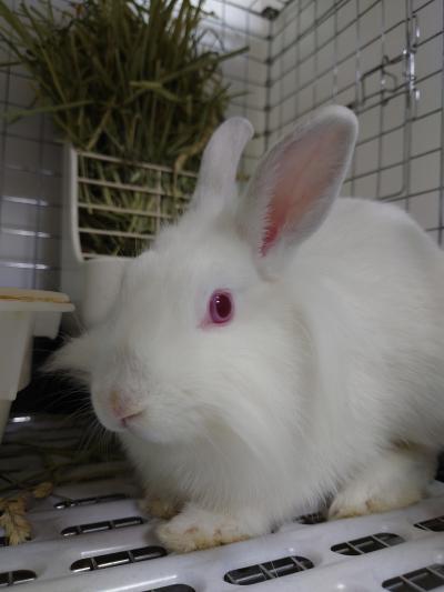 さんしろちゃん