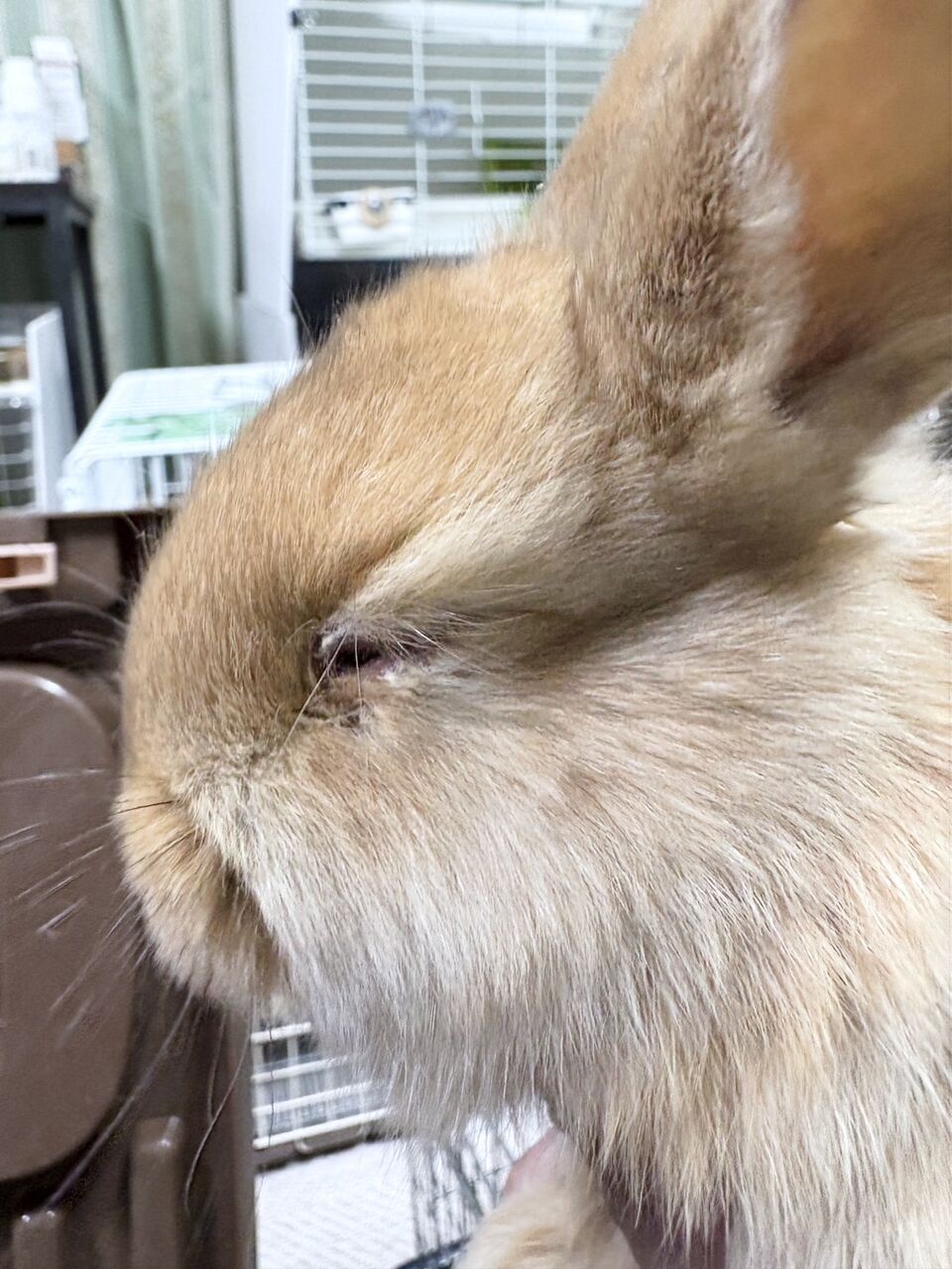 苦戦中…多頭飼育崩壊現場から保護したうさぎたち 梅っこ 苦戦中…多頭飼育崩壊現場から保護したうさぎたち 梅っこ