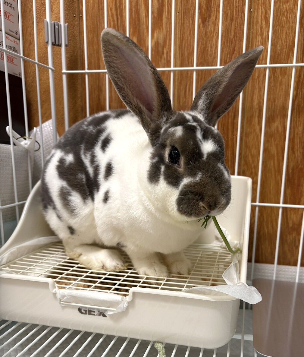 2026年6月の活動報告 : for the RABBIT【保護うさぎの里親探し】