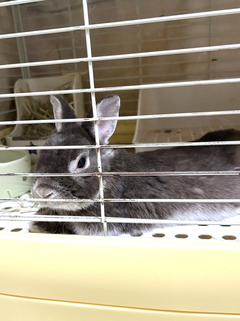 2025-02-03-00-16-45-276