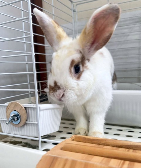 2025-04-16-17-21-46-874