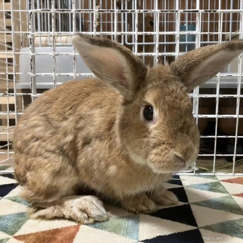 ておちゃん