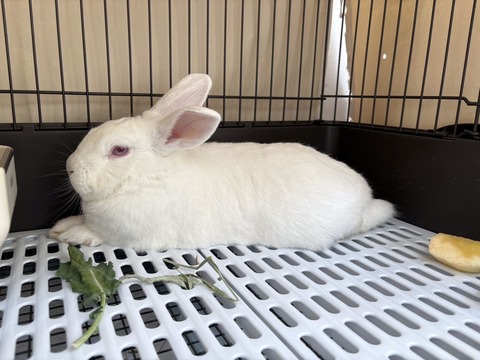 2025-02-03-00-05-58-921