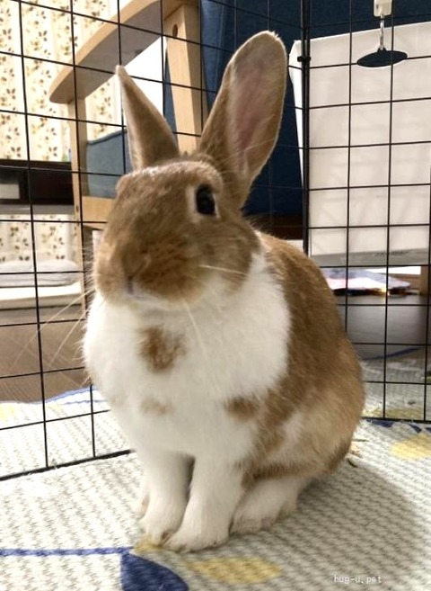 きなこちゃん