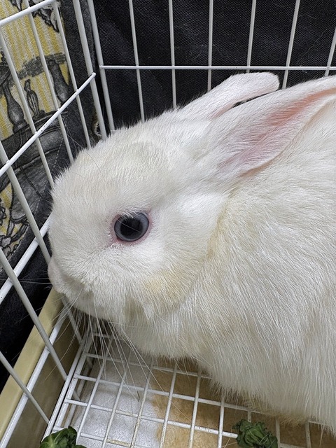 2025-02-03-01-12-40-530