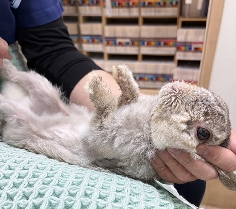 2025-02-03-01-11-20-361