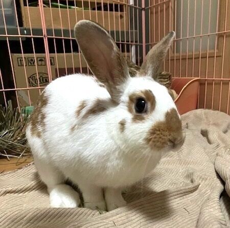 ネルちゃん