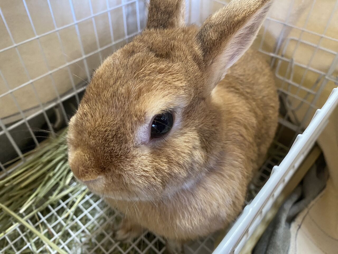 うさぎさん‪ プロフ必読コメ逃げブロック様確認ページ 新入りの保護うさぎ ファブちゃん リックくん : for the RABBIT