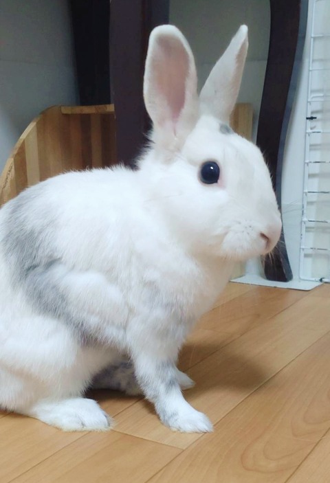みゆくん