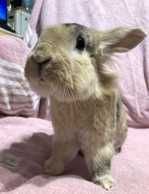 ネムくん