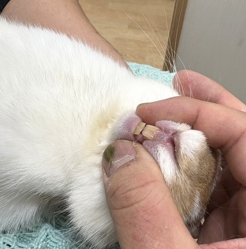 2025-12-06-01-19-15-449