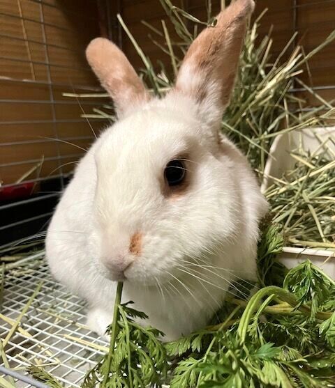 コニーちゃん