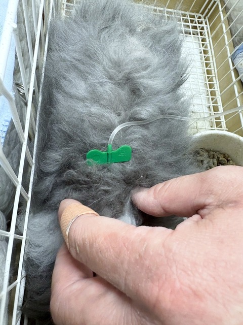 2025-02-03-00-03-42-736