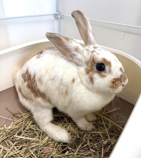 2025-05-08-00-17-38-740