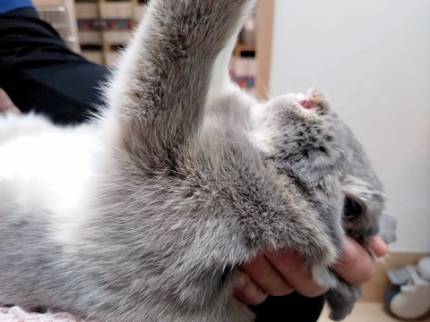 2025-02-03-01-36-01-109