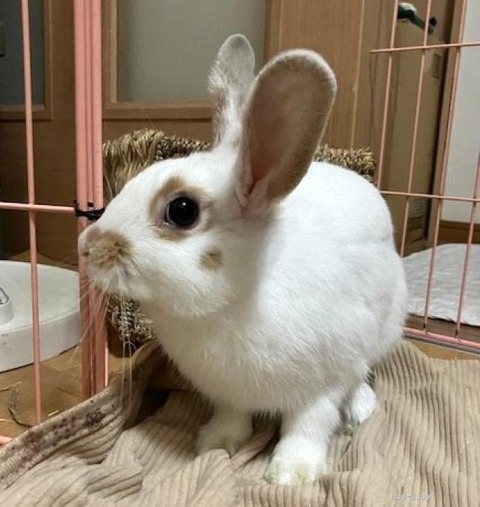 サムくん
