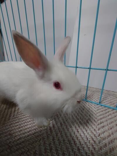 よんしろちゃん