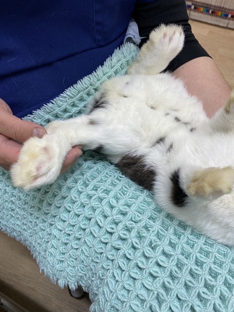 ファサちゃん (8)
