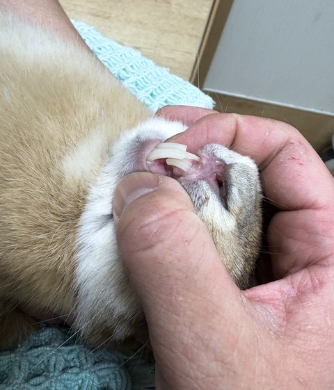 2025-04-16-17-27-34-012