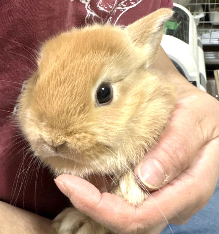 苦戦中…多頭飼育崩壊現場から保護したうさぎたち 梅っこ
