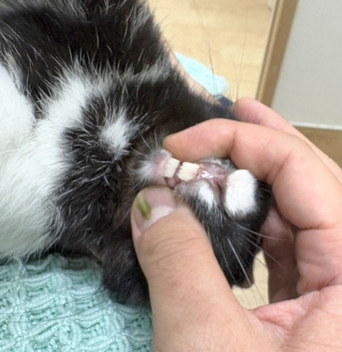 2025-12-06-00-55-48-302