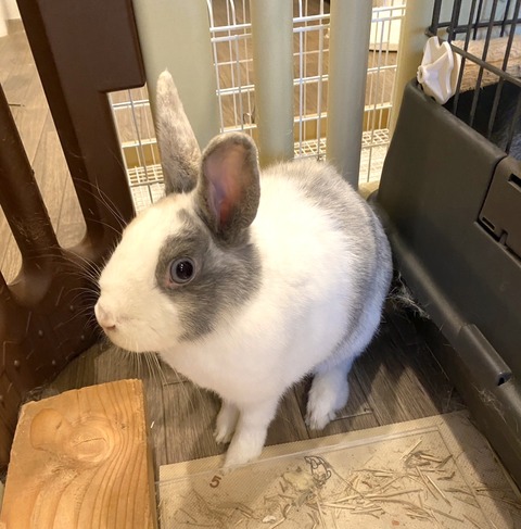 2024-07-27-17-43-55-699