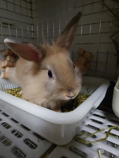 ペット王国4いっちゃ
