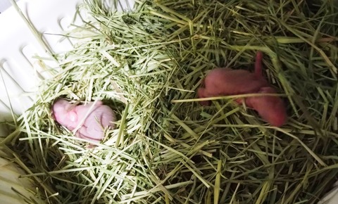 2025-04-16-17-17-44-953