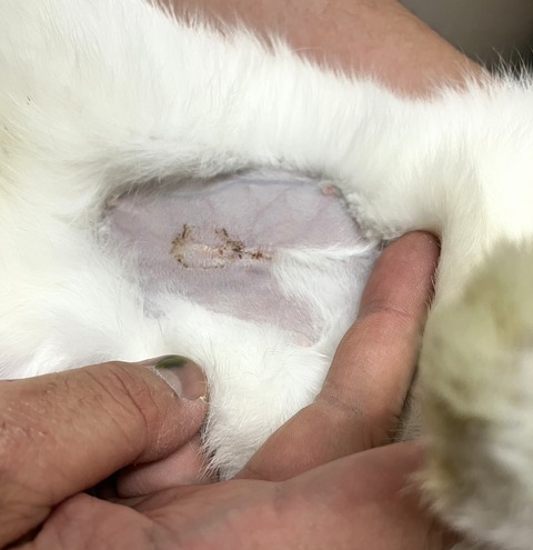 2025-12-06-01-07-55-929