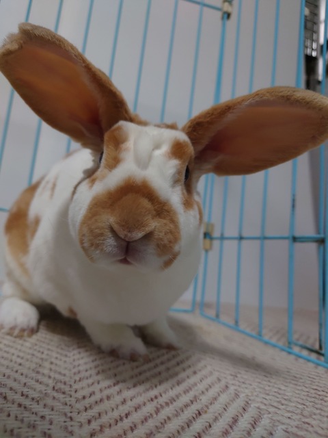 大阪府下 みるるちゃん02