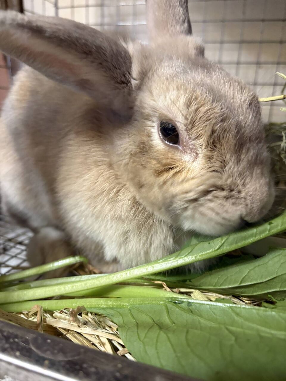 新規保護うさぎの紹介 縁側組 : for the RABBIT【保護うさぎの里親探し】