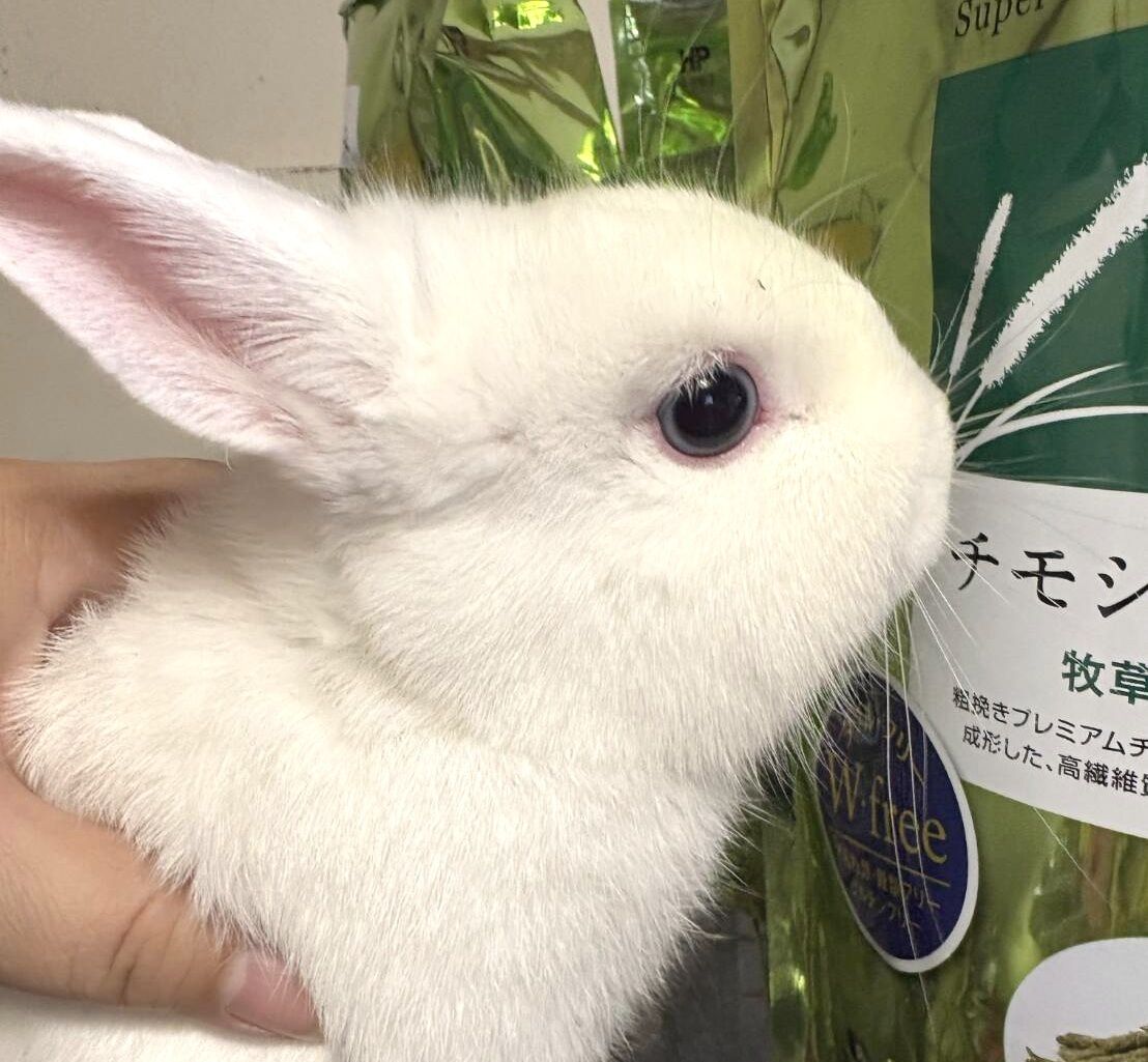 【未開封】うさぎの御守り　ポックル大魔王 楽天市場】【正規品】 サクラキャリッジ 馬車 クリスタル