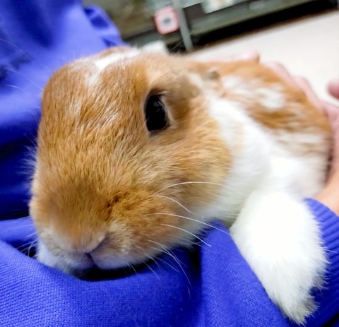 2025-03-11-16-16-35-455