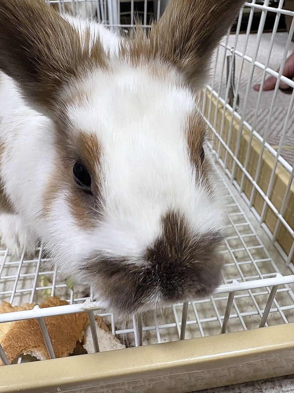 苦戦中…多頭飼育崩壊現場から保護したうさぎたち 梅っこ 苦戦中…多頭飼育崩壊現場から保護したうさぎたち 梅っこ