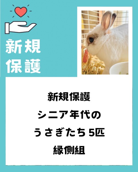 新規保護うさぎの紹介 縁側組 : for the RABBIT【保護うさぎの里親探し】