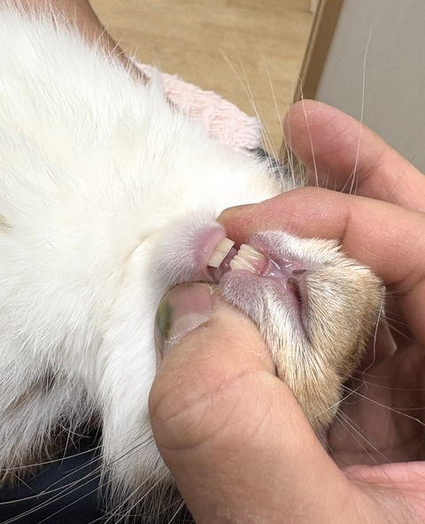 2025-12-06-01-08-32-695