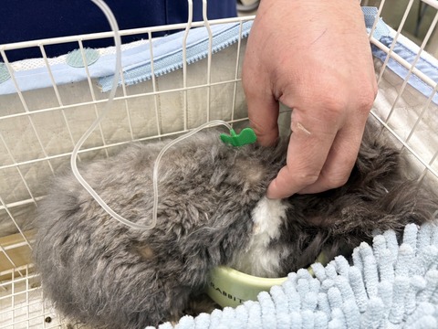 2025-02-03-01-10-43-761