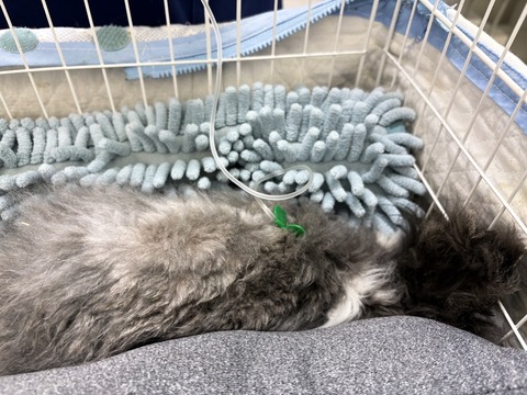 2025-02-03-01-19-35-463